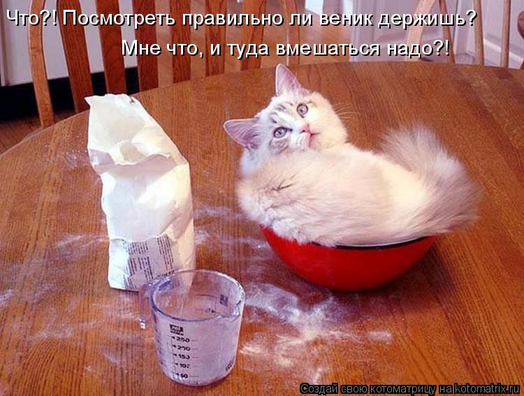 Что?! Посмотреть правильно ли веник держишь? Мне что, и туда вмешаться надо?!... Котоматрица: Что?! Посмотреть правильно ли веник держишь? Мне что, и туда вмешаться надо?!