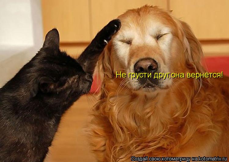 Не грусти друг,она вернётся!... Котоматрица: Не грусти друг,она вернётся!