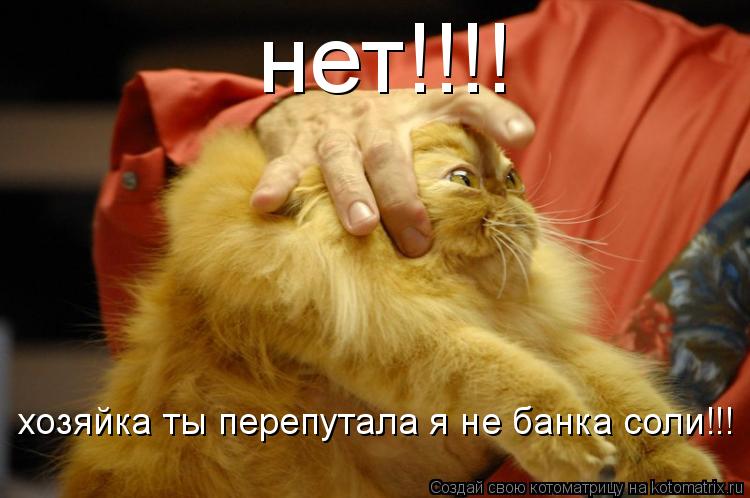 нет!!!! хозяйка ты перепутала я не банка соли!!!... Котоматрица: нет!!!! хозяйка ты перепутала я не банка соли!!!