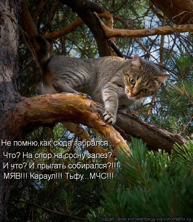 Не помню,как сюда забрался... Что? На спор на сосну залез? И что? И прыгать собирался?!!! МЯВ!!! Кара... Котоматрица: Не помню,как сюда забрался... Что? На спор на сосну залез? И что? И прыгать собирался?!!! МЯВ!!! Караул!!! Тьфу...МЧС!!!