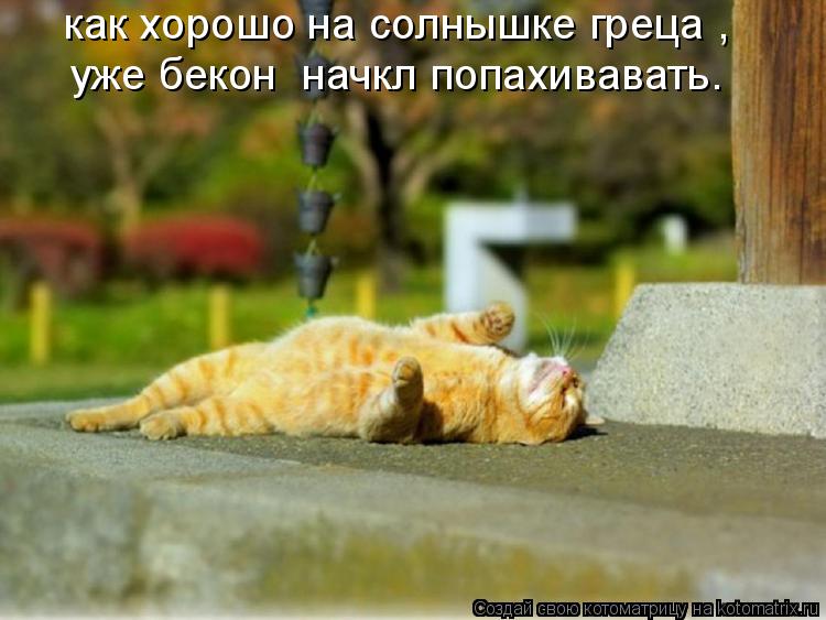 как хорошо на солнышке греца , уже бекон начкл попахивавать.... Котоматрица: как хорошо на солнышке греца , уже бекон начкл попахивавать.