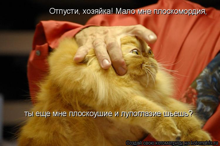 Отпусти, хозяйка! Мало мне плоскомордия, ты еще мне плоскоушие и лупоглазие шьешь?... Котоматрица: Отпусти, хозяйка! Мало мне плоскомордия, ты еще мне плоскоушие и лупоглазие шьешь?
