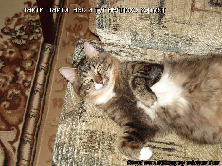 таити -таити нас и тут неплохо кормят... Котоматрица: таити -таити нас и тут неплохо кормят