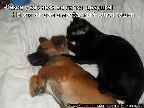 -Какие у вас нежные лапки, девушка! Не зря я к вам в массажный салон зашел...... Котоматрица: -Какие у вас нежные лапки, девушка! Не зря я к вам в массажный салон зашел...