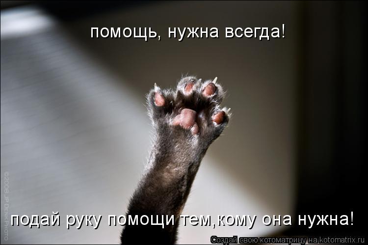 помощь, нужна всегда! подай руку помощи тем,кому она нужна!... Котоматрица: помощь, нужна всегда! подай руку помощи тем,кому она нужна!