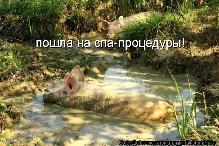пошла на спа-процедуры!... Котоматрица: пошла на спа-процедуры!