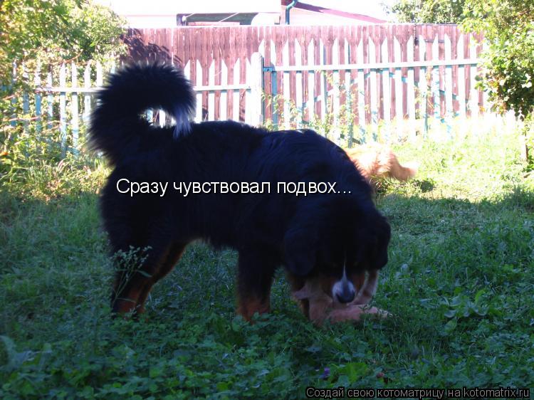 Сразу чувствовал подвох...... Котоматрица: Сразу чувствовал подвох...