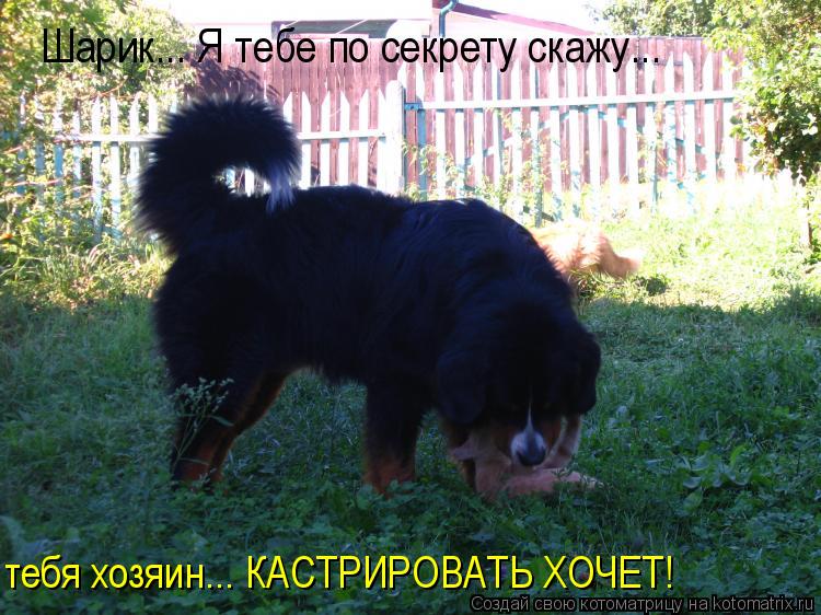 Шарик... Я тебе по секрету скажу... тебя хозяин... КАСТРИРОВАТЬ ХОЧЕТ!... Котоматрица: Шарик... Я тебе по секрету скажу... тебя хозяин... КАСТРИРОВАТЬ ХОЧЕТ!