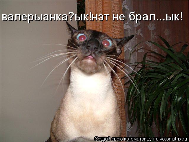 валерыанка?ык!нэт не брал...ык!... Котоматрица: валерыанка?ык!нэт не брал...ык!
