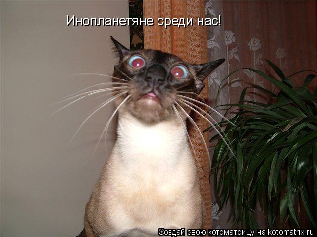 Инопланетяне среди нас!... Котоматрица: Инопланетяне среди нас!