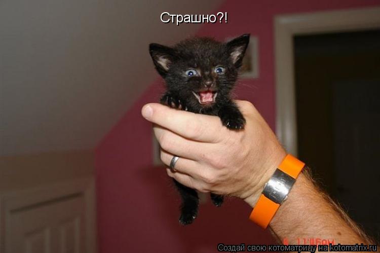 Страшно?!... Котоматрица: Страшно?!