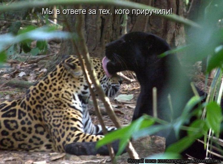Мы в ответе за тех, кого приручили!... Котоматрица: Мы в ответе за тех, кого приручили!