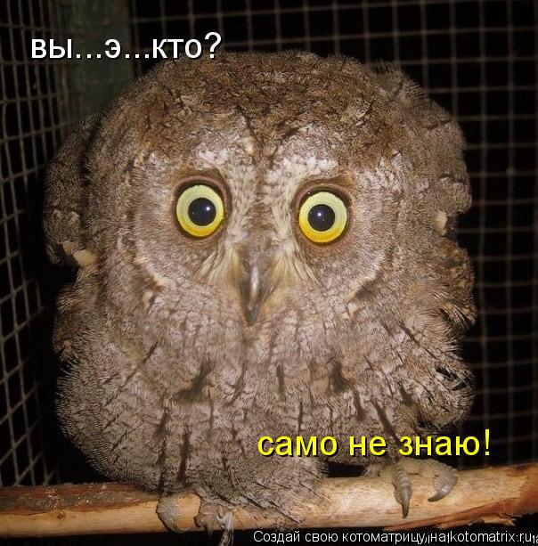 вы...э...кто? само не знаю!... Котоматрица: вы...э...кто? само не знаю!