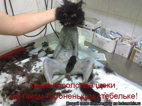такие тооолстые щеки на таком тоооненьком стебельке!... Котоматрица: такие тооолстые щеки на таком тоооненьком стебельке!