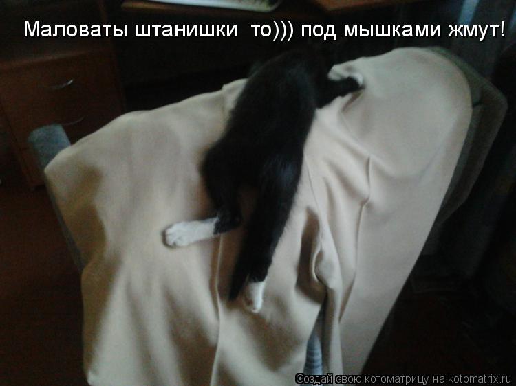 Маловаты штанишки то))) под мышками жмут!... Котоматрица: Маловаты штанишки то))) под мышками жмут!