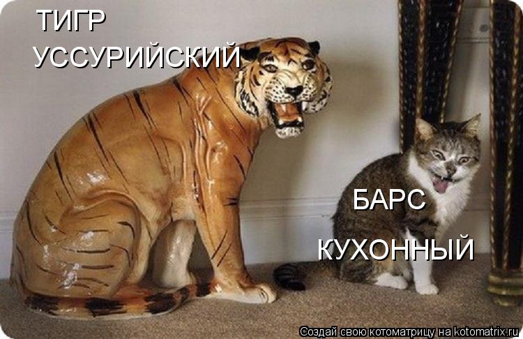 БАРС КУХОННЫЙ ТИГР УССУРИЙСКИЙ... Котоматрица: БАРС КУХОННЫЙ ТИГР УССУРИЙСКИЙ