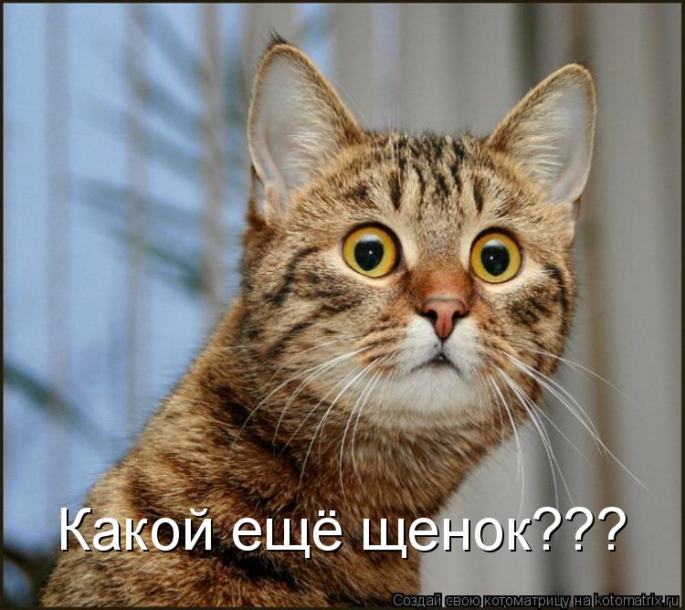 Какой ещё щенок???... Котоматрица: Какой ещё щенок???