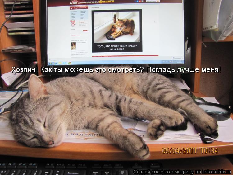 Хозяин! Как ты можешь это смотреть? Погладь лучше меня!... Котоматрица: Хозяин! Как ты можешь это смотреть? Погладь лучше меня!
