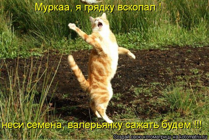 Муркаа, я грядку вскопал ! неси семена, валерьянку сажать будем !!!... Котоматрица: Муркаа, я грядку вскопал ! неси семена, валерьянку сажать будем !!!