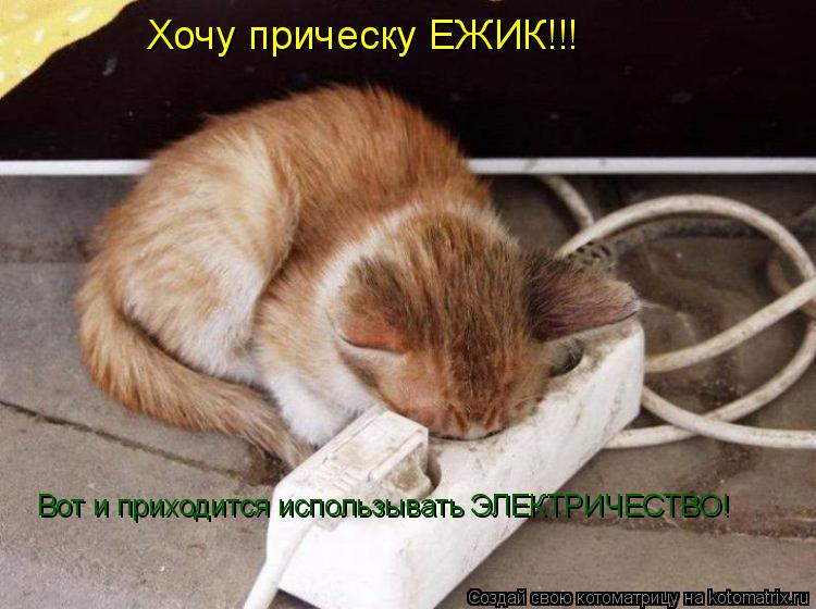 Хочу прическу ЕЖИК!!! Вот и приходится использывать ЭЛЕКТРИЧЕСТВО!... Котоматрица: Хочу прическу ЕЖИК!!! Вот и приходится использывать ЭЛЕКТРИЧЕСТВО!