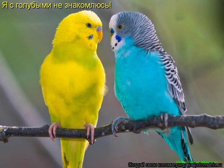 Я с голубыми не знакомлюсь!... Котоматрица: Я с голубыми не знакомлюсь!