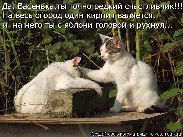 Да, Васенька,ты точно редкий счастливчик!!! На весь огород один кирпич валяется, и на него ты с ябл... Котоматрица: Да, Васенька,ты точно редкий счастливчик!!! На весь огород один кирпич валяется, и на него ты с яблони головой и рухнул...