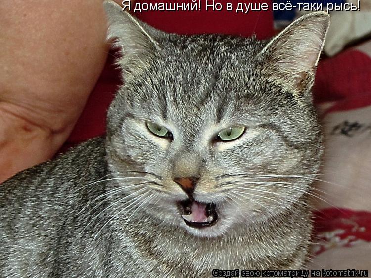 Котоматрица: Я домашний! Но в душе всё-таки рысь!