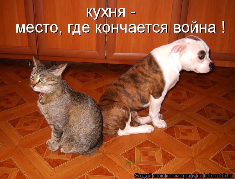 кухня - место, где кончается война !... Котоматрица: кухня - место, где кончается война !