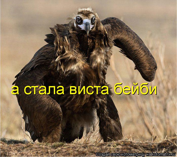 а стала виста бейби... Котоматрица: а стала виста бейби