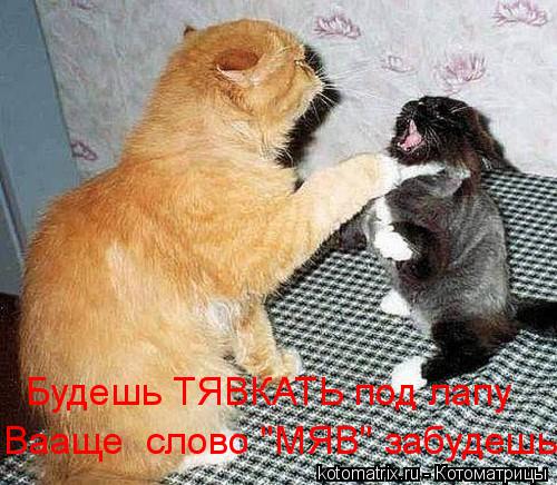 Будешь ТЯВКАТЬ под лапу Вааще слово "МЯВ" забудешь!... Котоматрица: Будешь ТЯВКАТЬ под лапу Вааще слово "МЯВ" забудешь!