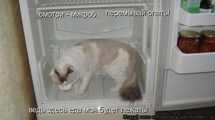 смотри - микроб, перемывай опять! ведь здесь еда моя будет лежать!... Котоматрица: смотри - микроб, перемывай опять! ведь здесь еда моя будет лежать!