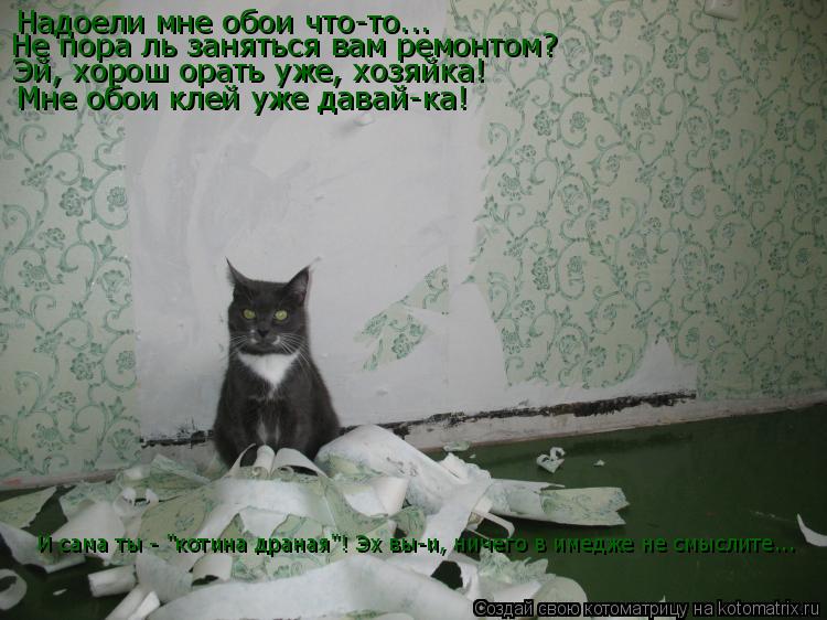 Котоматрица: Надоели мне обои что-то... Не пора ль заняться вам ремонтом? Эй, хорош орать уже, хозяйка! Мне обои клей уже давай-ка! И сама ты - "котина драная"!