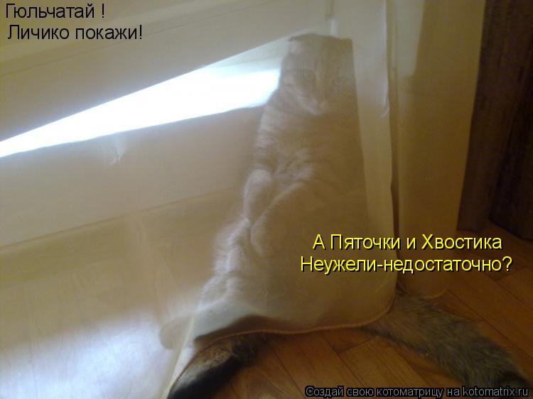 Котоматрица: Гюльчатай !  Личико покажи! А Пяточки и Хвостика Неужели-недостаточно?