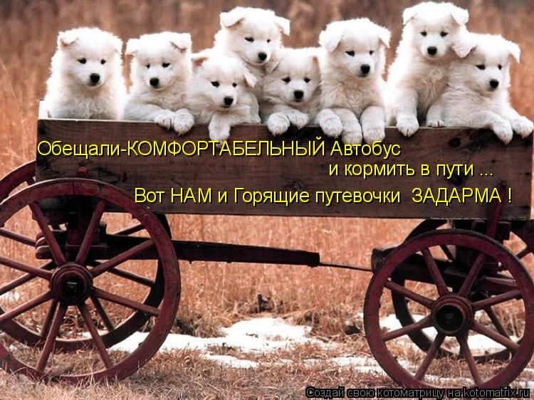 Котоматрица: Обещали-КОМФОРТАБЕЛЬНЫЙ Автобус и кормить в пути ... Вот НАМ и Горящие путевочки  ЗАДАРМА !
