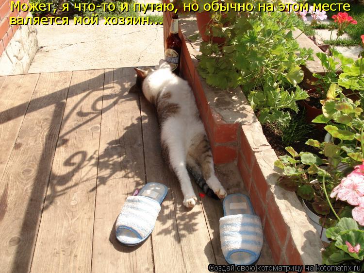 Котоматрица: Может, я что-то и путаю, но обычно на этом месте валяется мой хозяин...