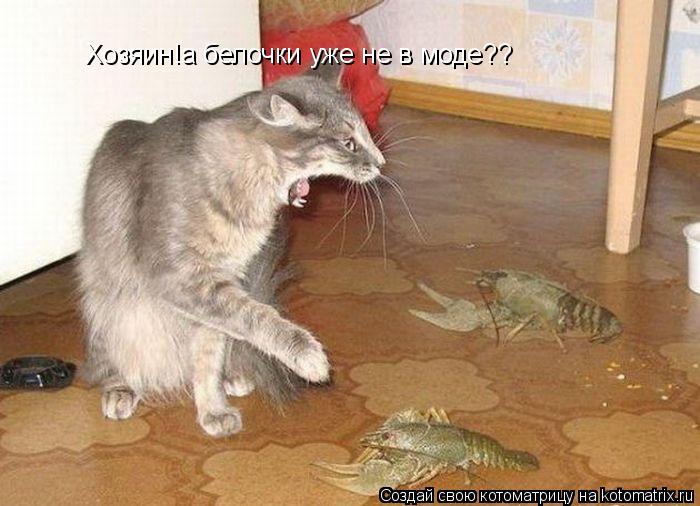 Котоматрица: Хозяин!а белочки уже не в моде??