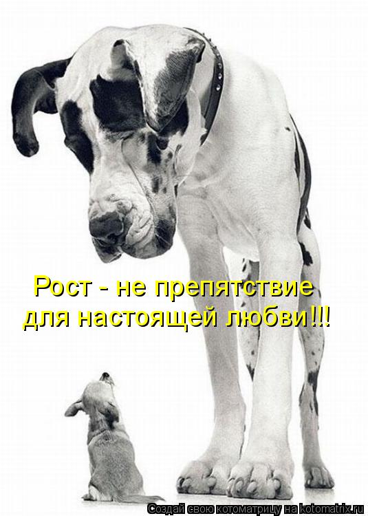 Котоматрица: Рост - не препятствие  для настоящей любви!!!