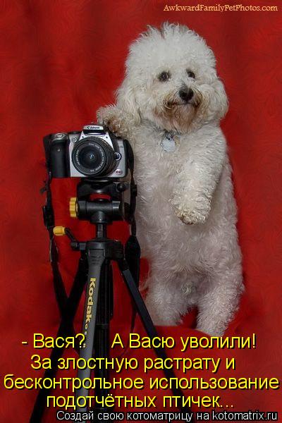 подотчётных птичек... За злостную растрату и - Вася? А Васю уволили! бесконтрольное использовани... Котоматрица: подотчётных птичек... За злостную растрату и - Вася? А Васю уволили! бесконтрольное использование