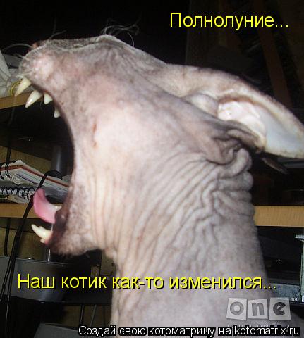 Полнолуние... Наш котик как-то изменился...... Котоматрица: Полнолуние... Наш котик как-то изменился...