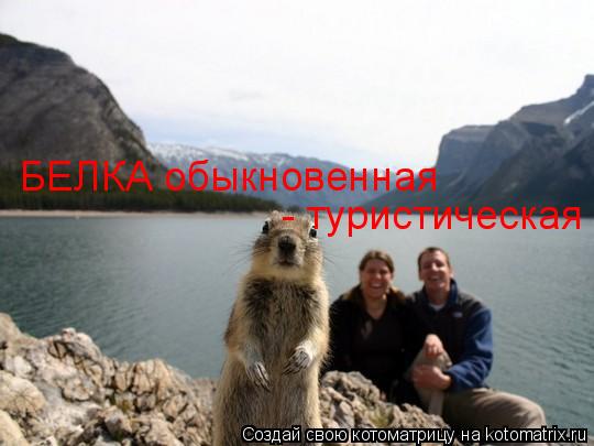 БЕЛКА обыкновенная - туристическая... Котоматрица: БЕЛКА обыкновенная - туристическая