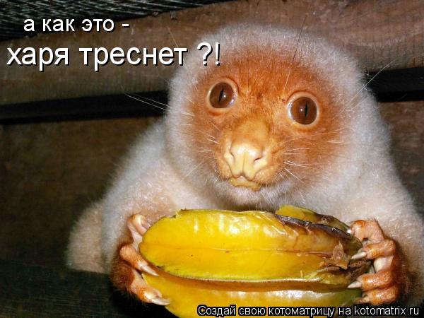 а как это - харя треснет ?!... Котоматрица: а как это - харя треснет ?!