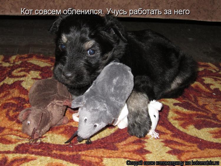 Кот совсем обленился. Учусь работать за него... Котоматрица: Кот совсем обленился. Учусь работать за него