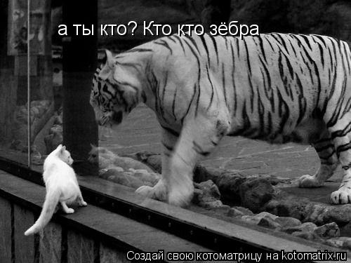 Котоматрица: а ты кто? Кто кто зёбра