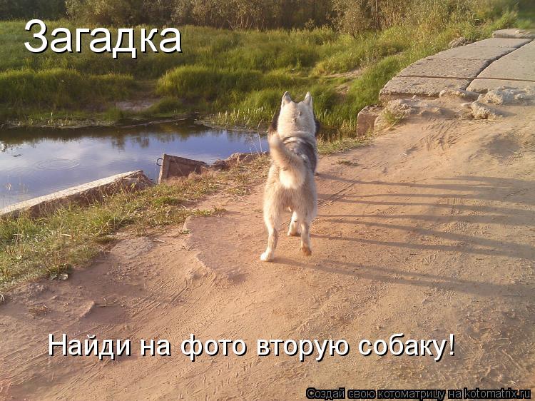 Котоматрица: Загадка Найди на фото вторую собаку!