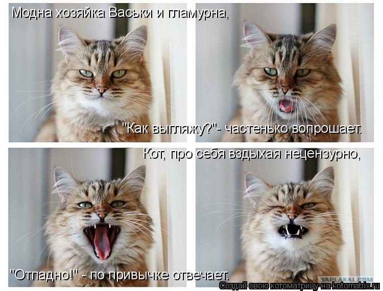 Модна хозяйка Васьки и гламурна, "Как выгляжу?"- частенько вопрошает. "Отпадно!" - по привычке отвеча... Котоматрица: Модна хозяйка Васьки и гламурна, "Как выгляжу?"- частенько вопрошает. "Отпадно!" - по привычке отвечает. Кот, про себя вздыхая нецензурно,
