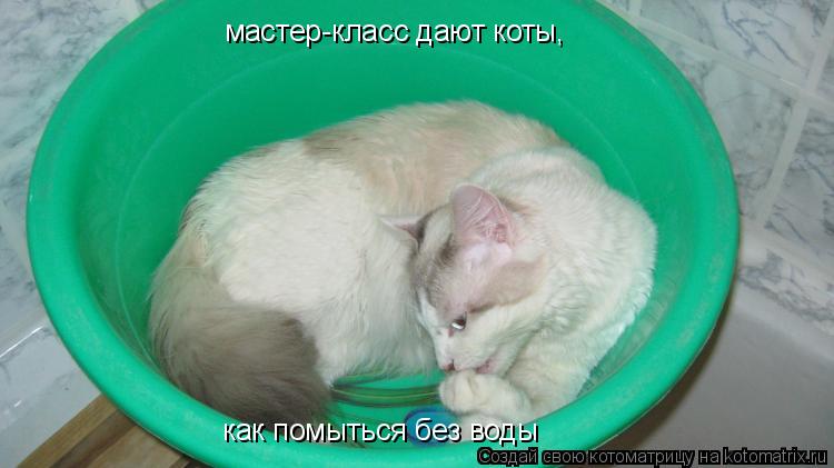 мастер-класс дают коты, как помыться без воды... Котоматрица: мастер-класс дают коты, как помыться без воды