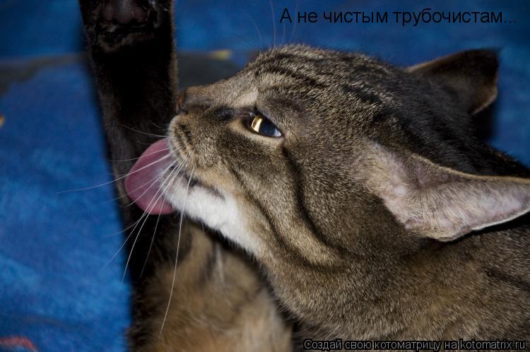 А не чистым трубочистам...... Котоматрица: А не чистым трубочистам...