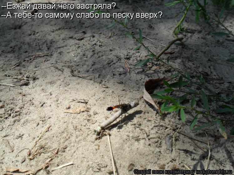 --Езжай давай,чего застряла? --А тебе-то самому слабо по песку вверх?... Котоматрица: --Езжай давай,чего застряла? --А тебе-то самому слабо по песку вверх?