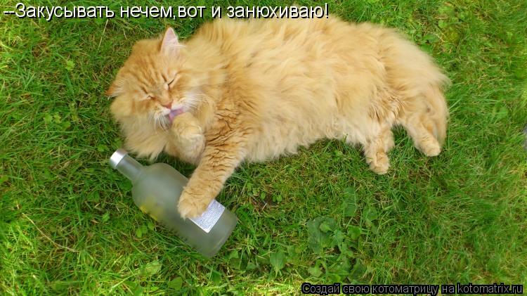--Закусывать нечем,вот и занюхиваю!... Котоматрица: --Закусывать нечем,вот и занюхиваю!