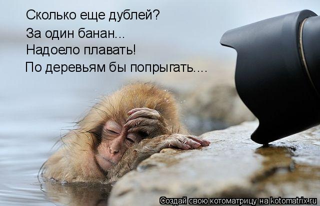 Сколько еще дублей? За один банан... Надоело плавать! По деревьям бы попрыгать....... Котоматрица: Сколько еще дублей? За один банан... Надоело плавать! По деревьям бы попрыгать....
